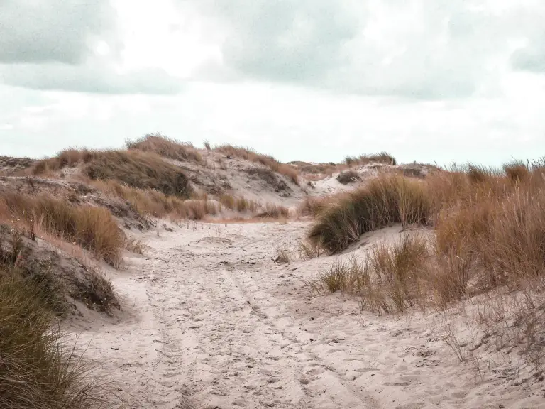 Dunes on the Dutch coast